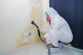 Professional Mold Removal & Remediation in Wesley Hills, NY